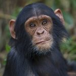 Young Chimpanzee, Uganda